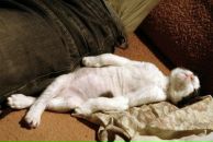 Garik Cukerman фотография #2 (источник - https://vk.com/id156834110)