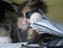 Нестор Данчак фотография #23 (источник - https://vk.com/id8173971)