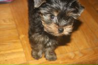 Фотография Трениной Тани