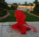 Фотография Михайлов Миша