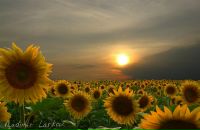 Антон Мищенко фотография #30 (источник - https://vk.com/id21482463)