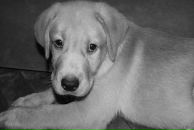 Фотография Кудряшова Александра