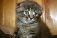 Ігор Горенко фотография #46 (источник - https://vk.com/id7235794)