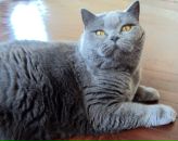 Фотография Господиновой Олеси