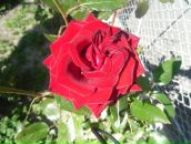 Марта Шкільна фотография #23 (источник - https://vk.com/id54094181)