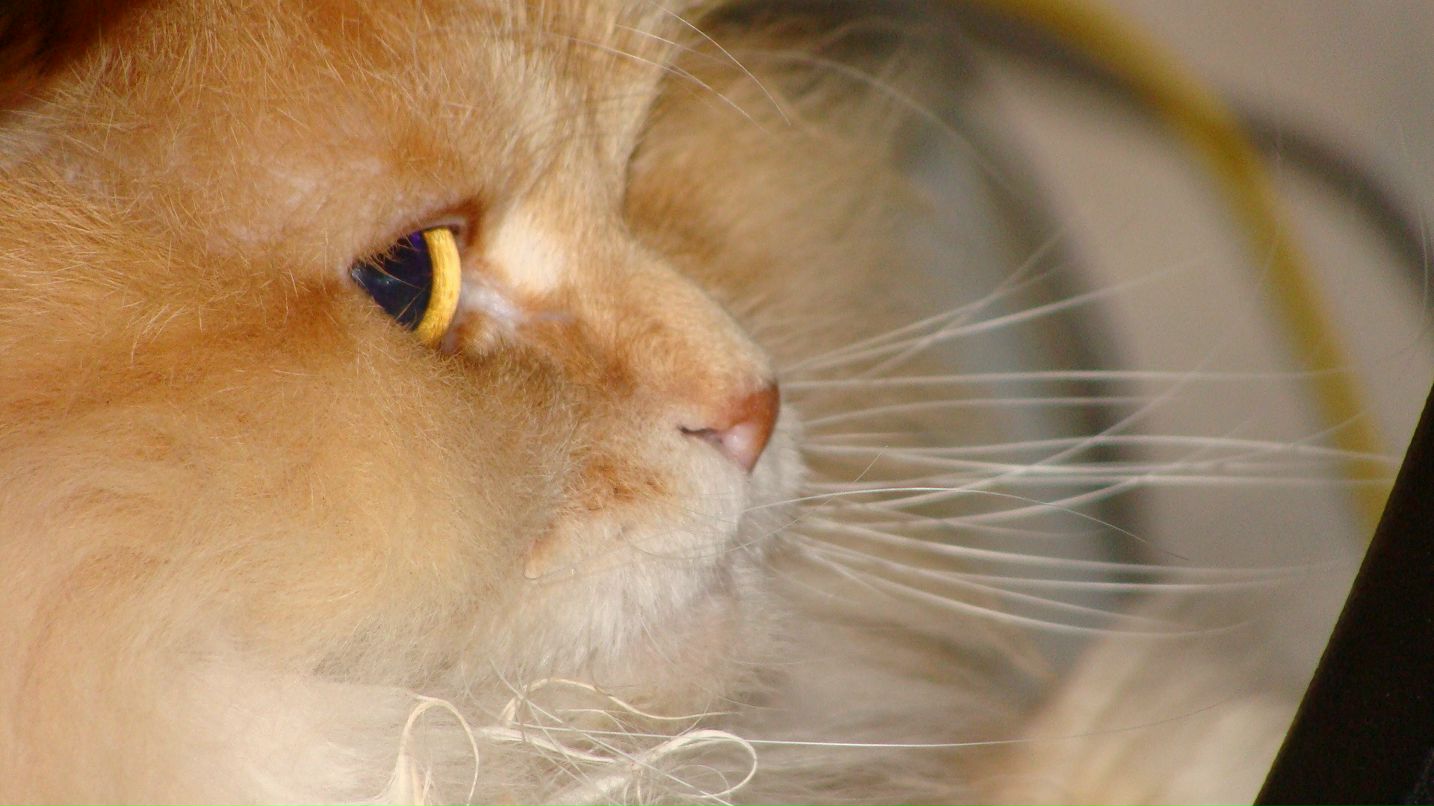 Антон Карпов фотография #27