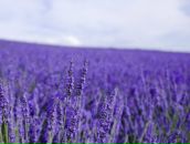 Фотография Чекановой Ксении