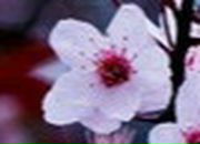 Мар'яна Маніна фотография #19 (источник - https://vk.com/id29247540)