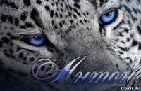 Фотография Пешкова Антохи