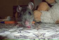 Фотография Чикишевой Лады