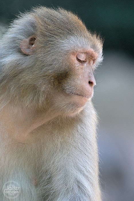 Денис Тимошенко фотография #19