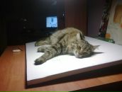 Фотография Низамутдиновой Альбины