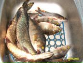 Фотография Плесанова Сергея