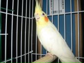 Ромік Коханський фотография #2 (источник - https://vk.com/id85755364)