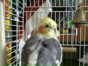 Олеся Варік фотография #29 (источник - https://vk.com/id92329221)