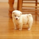 Діанка Береза фотография #1