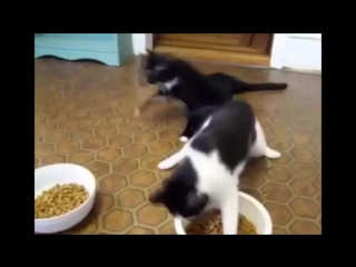 Коты под валерьянкой