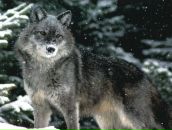 Фотография Юрьевича Игоря