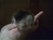 Надія Микитюк фотография #7 (источник - https://vk.com/id34254906)