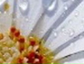 Ольга Гурнік фотография #40 (источник - https://vk.com/id112172004)