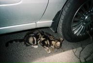 Bug Report фотография #19 (источник - https://vk.com/id2490637)