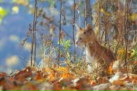 Фотография Михайловой-Береговой Ольги