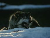 Фотография Вовка Дениса