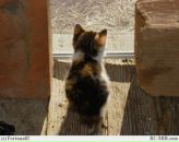 Варвара Фокеева фотография #26 (источник - https://vk.com/id37987)