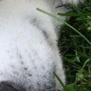 Каріно4ка♥ Шрамко фотография #30 (источник - https://vk.com/id147791993)