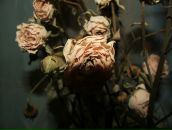 Фотография Пакаевой Александры