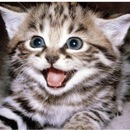 Діана Береза фотография #26 (источник - https://vk.com/id157656163)