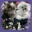 Лєна Чернова фотография #35 (источник - https://vk.com/id136171142)