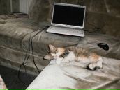 Фотография Лапшина Владимира