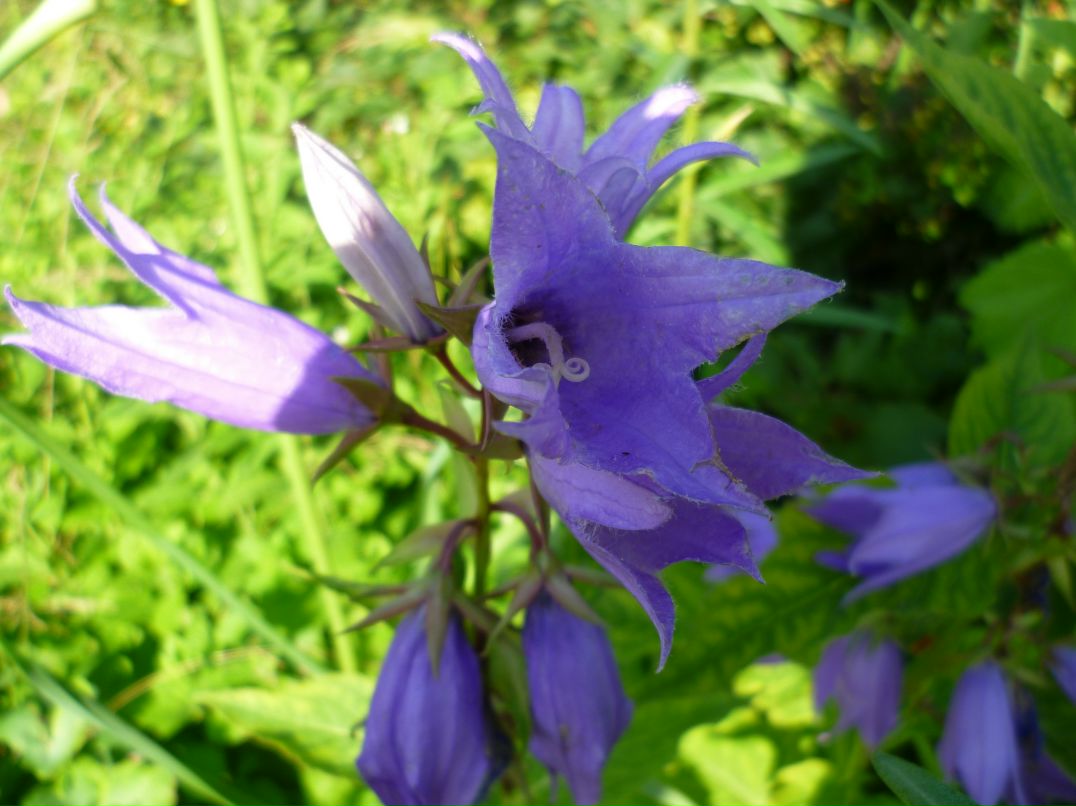 Ольга Коваленко фотография #30