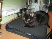 Анна Евстратова фотография #21 (источник - https://vk.com/id1560898)