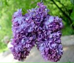 Фотография Чернобаевой Светланы