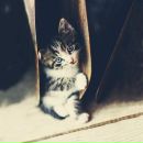Гомер Сімпсон фотография #9 (источник - https://vk.com/id3158058)