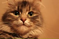 Фотография Ковригиной Александры