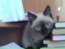 Фотография Воронович Елены