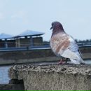 Ina Macenko фотография #15 (источник - https://vk.com/id38813447)